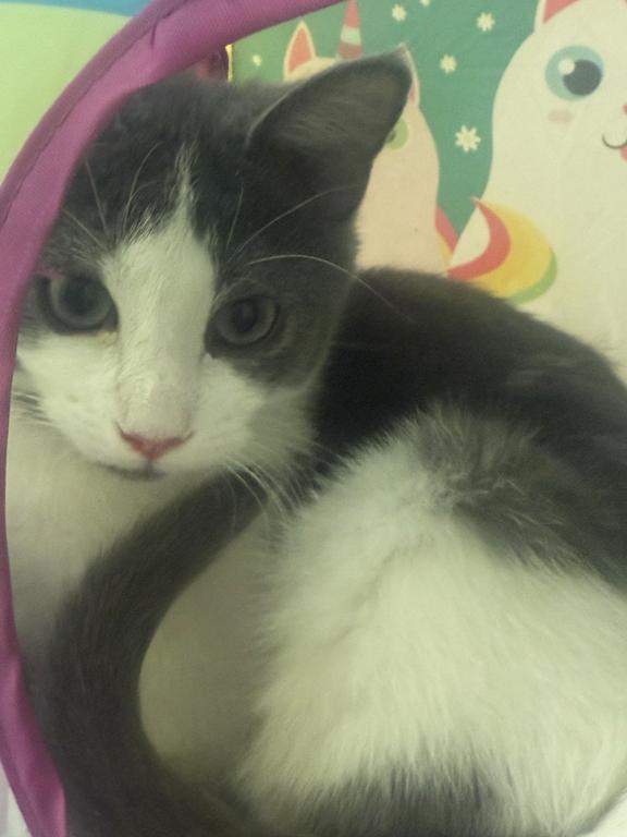 Enlarge Mottsie, a ADOPTABLE Domestic Short Hair in Schaumburg, IL image 2/2