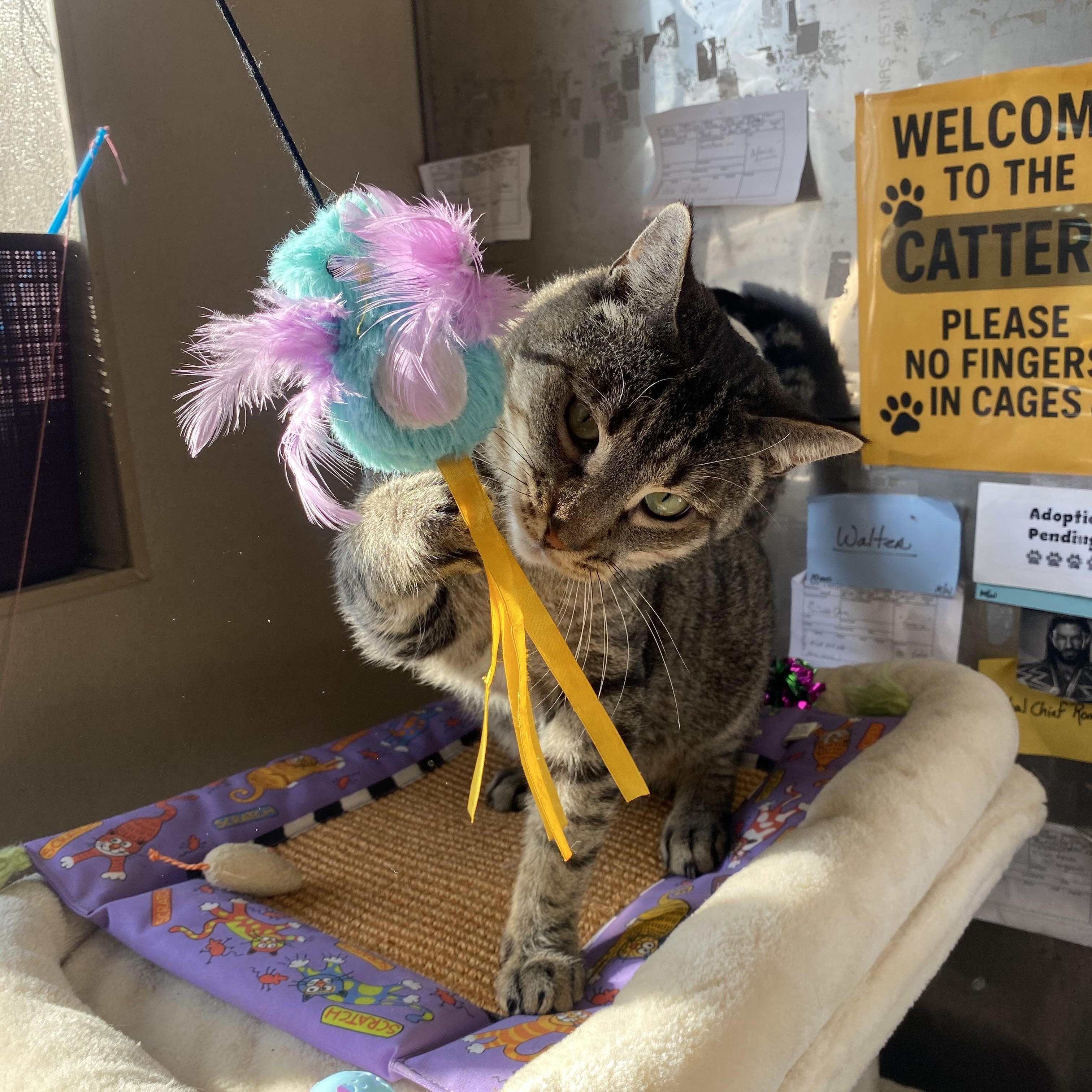 Jeph , a ADOPTABLE Domestic Short Hair in Somerset, NJ image 4/5