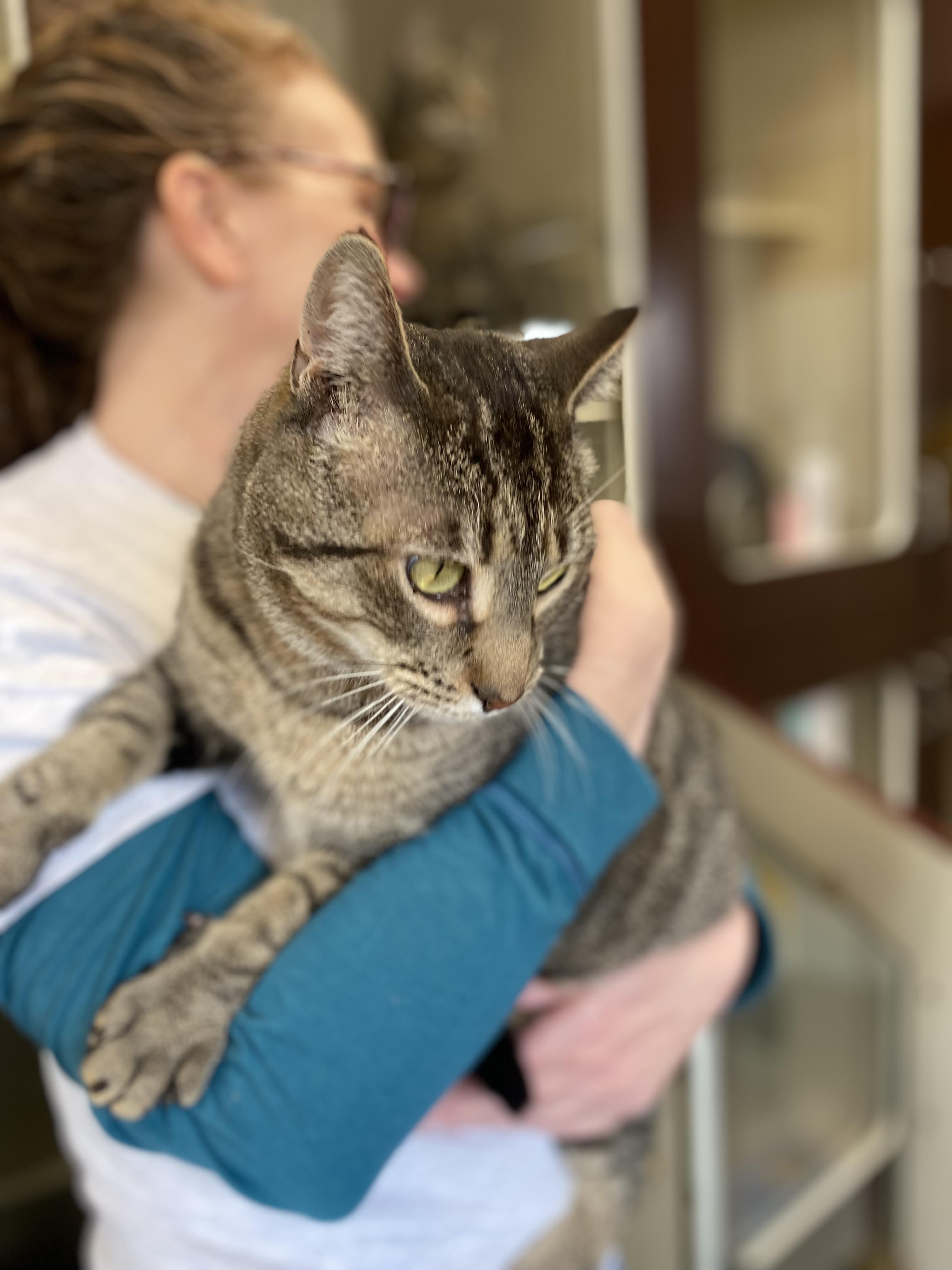 Jeph , a ADOPTABLE Domestic Short Hair in Somerset, NJ image 3/5