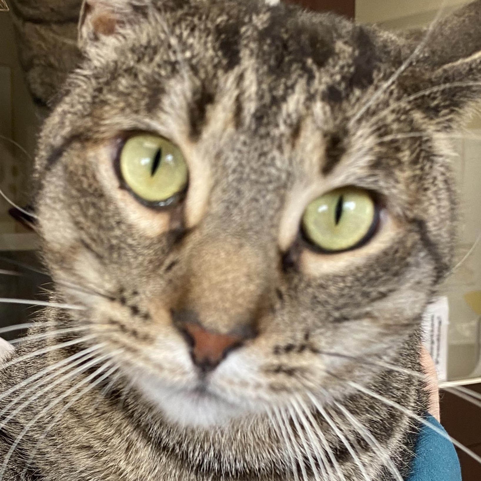 Jeph , a ADOPTABLE Domestic Short Hair in Somerset, NJ image 2/5