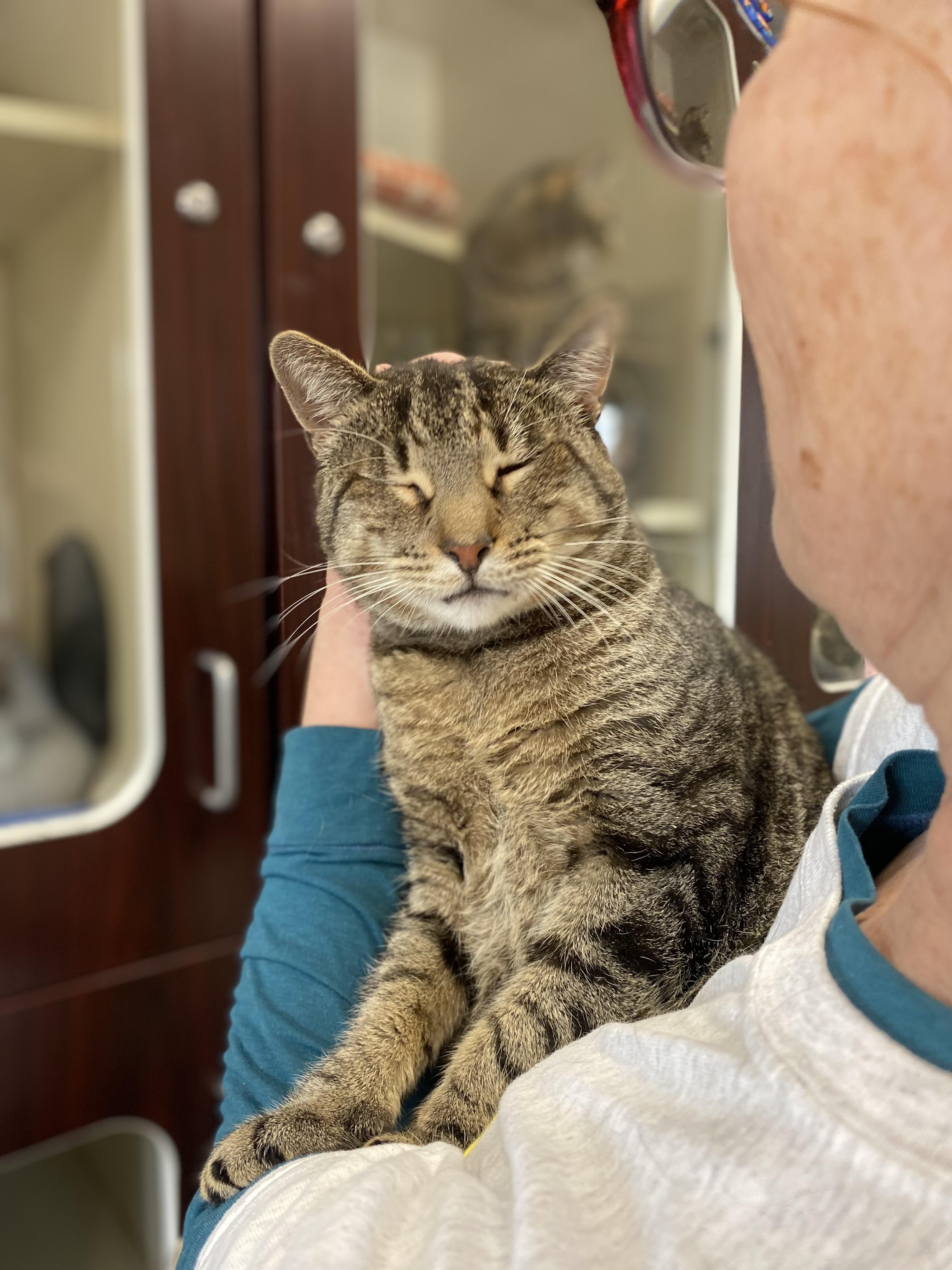 Jeph , a ADOPTABLE Domestic Short Hair in Somerset, NJ image 5/5