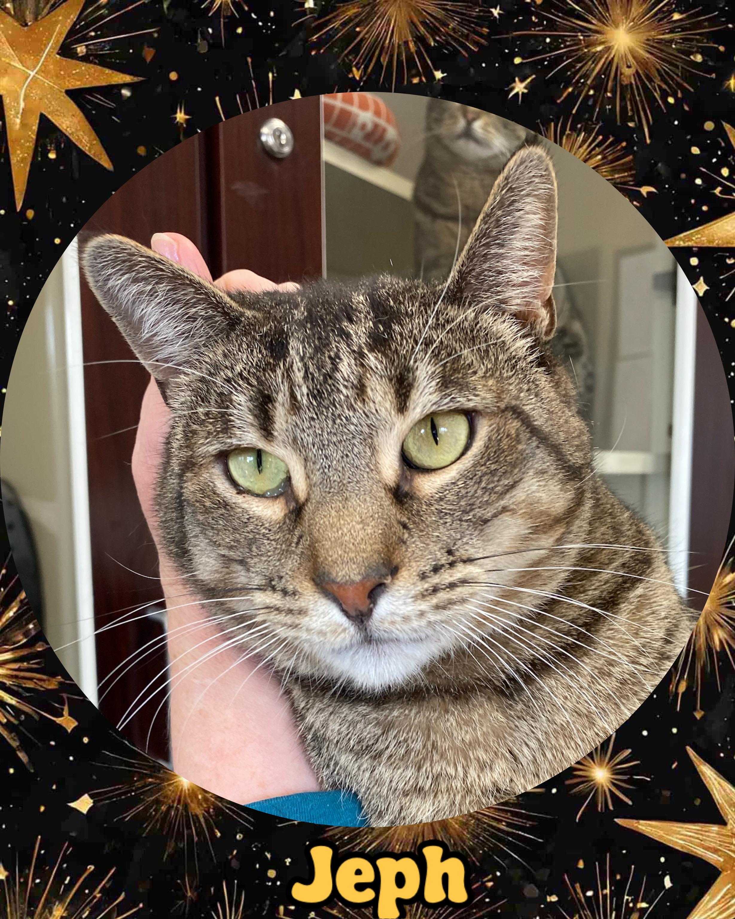 Jeph , ADOPTABLE, Adult Male Domestic Short Hair.