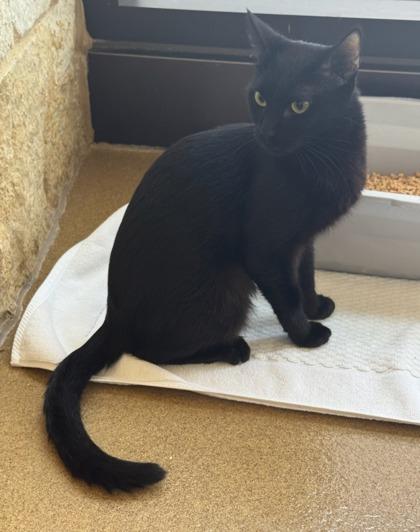 Sabrina, a Adoptable Domestic Short Hair in Lewisville, TX image 1/3