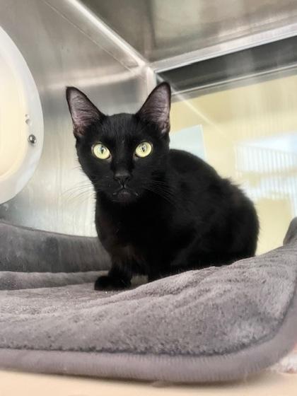 Sabrina, a Adoptable Domestic Short Hair in Lewisville, TX image 2/3