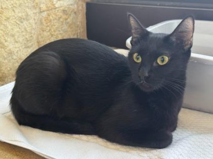 Sabrina, a Adoptable Domestic Short Hair in Lewisville, TX image 3/3