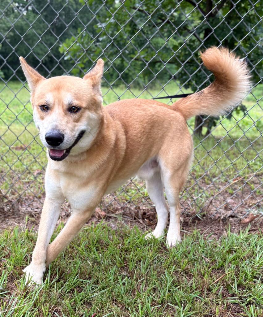 Cross, Adoptable, Young Male Husky.