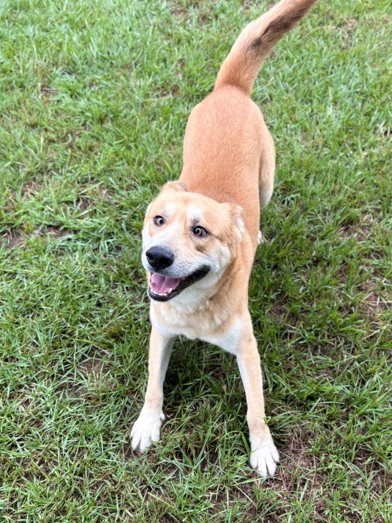 Cross, a Adoptable mixed breed in Nacogdoches, TX image 2/5