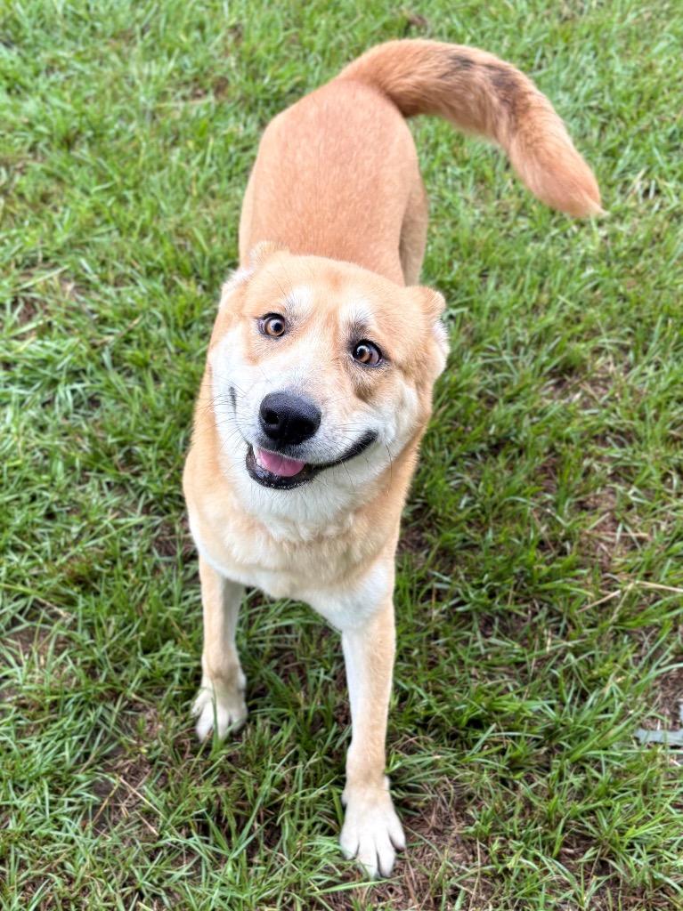 Cross, a Adoptable mixed breed in Nacogdoches, TX image 3/5