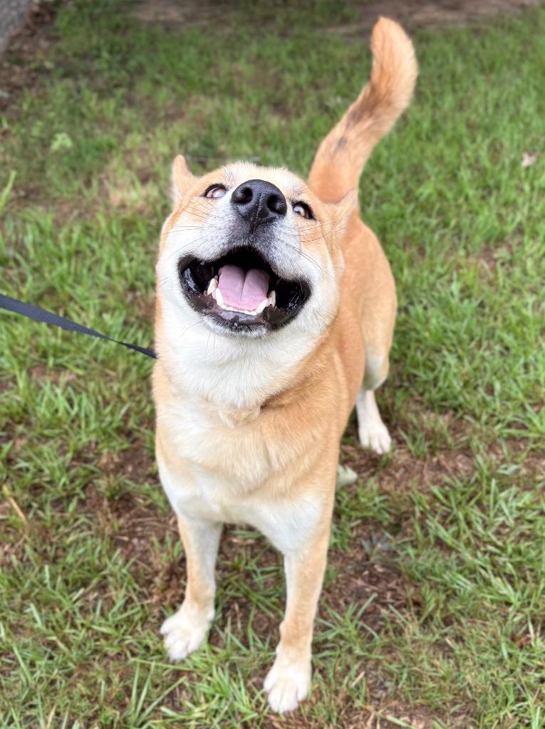 Cross, a Adoptable mixed breed in Nacogdoches, TX image 4/5