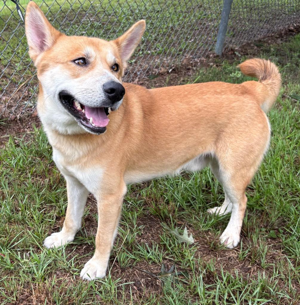 Cross, a Adoptable mixed breed in Nacogdoches, TX image 5/5