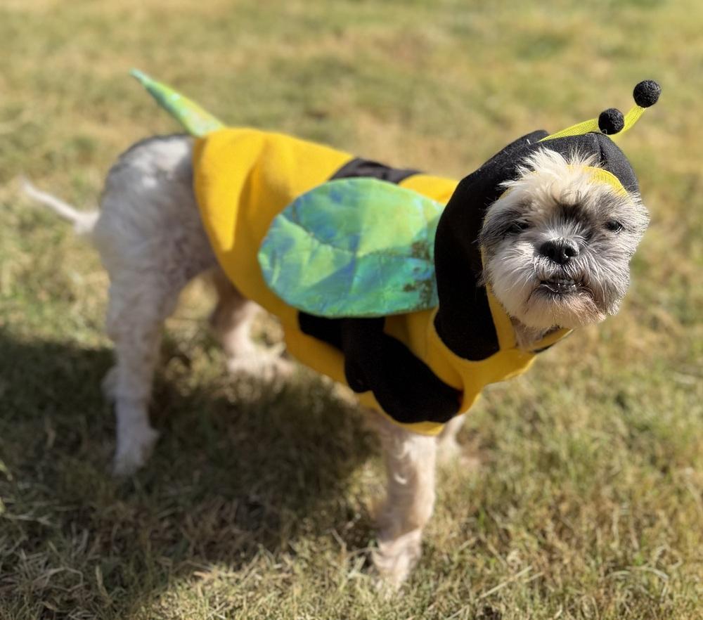 Eedy, Adoptable, Senior Female Shih Tzu.