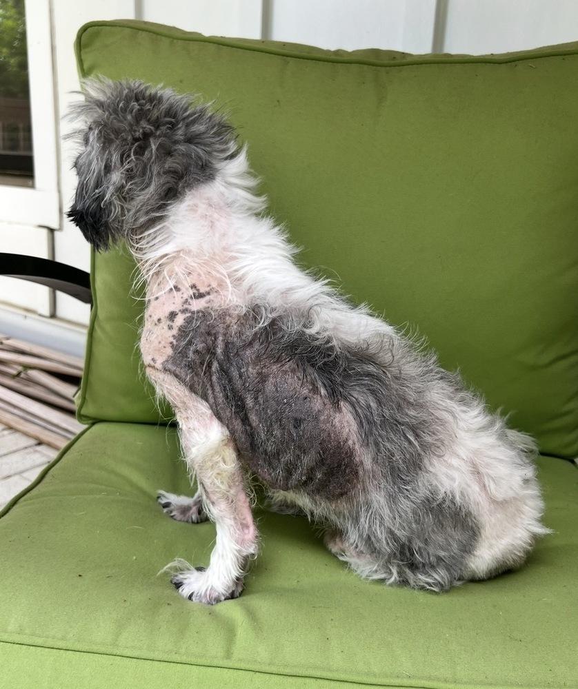 Eedy, a Adoptable mixed breed in Dunwoody, GA image 2/5