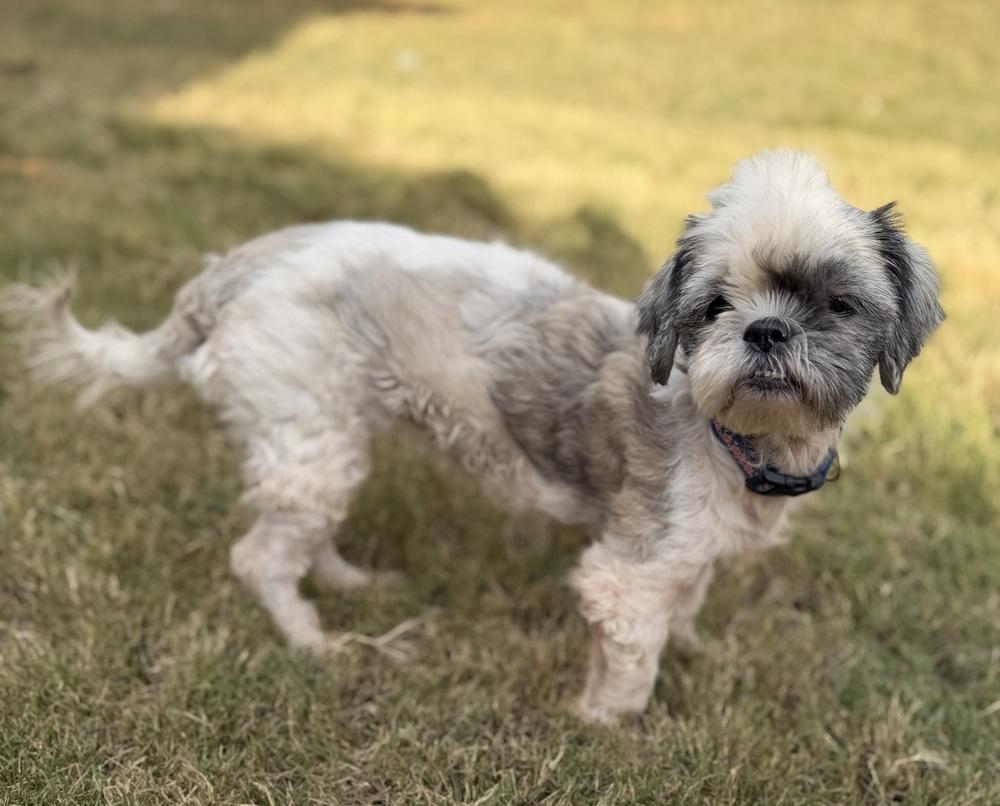 Eedy, a Adoptable mixed breed in Dunwoody, GA image 4/5
