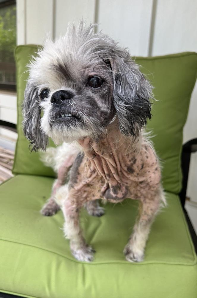 Eedy, a Adoptable mixed breed in Dunwoody, GA image 5/5