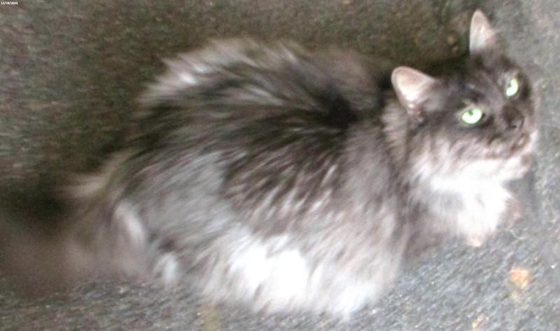 Felix, ADOPTABLE, Adult Male Domestic Long Hair & Maine Coon.