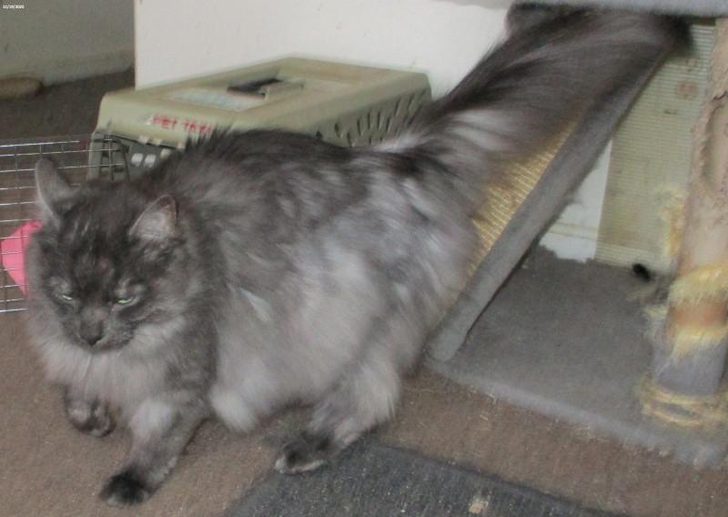 Enlarge Felix, a ADOPTABLE mixed breed in Woodbridge, VA image 2/2