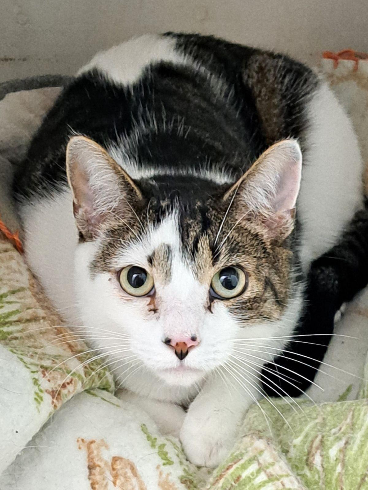 Loggins, Adult Male Domestic Short Hair
