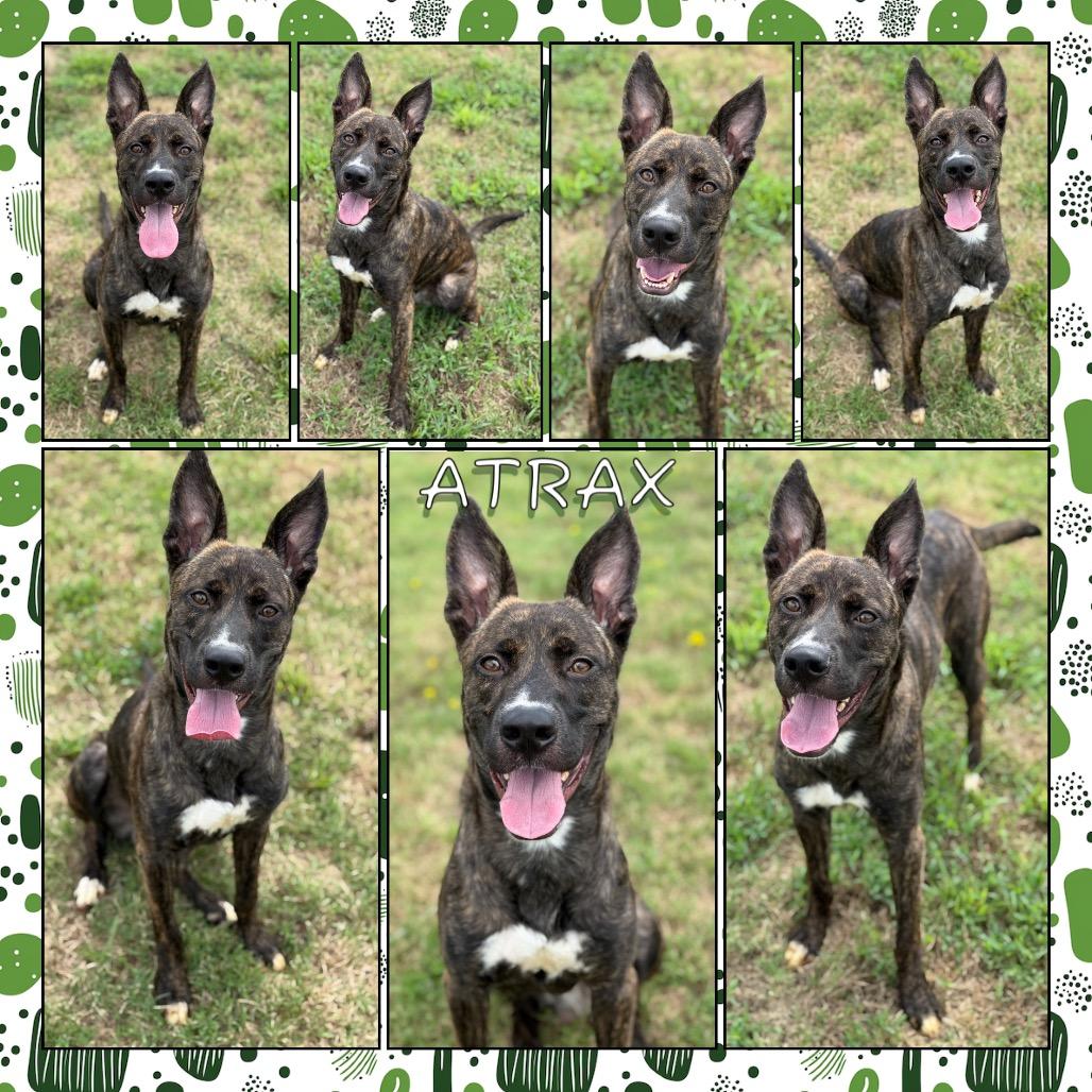 Enlarge Atrax, a Adoptable mixed breed in Fort Smith, AR image 2/2