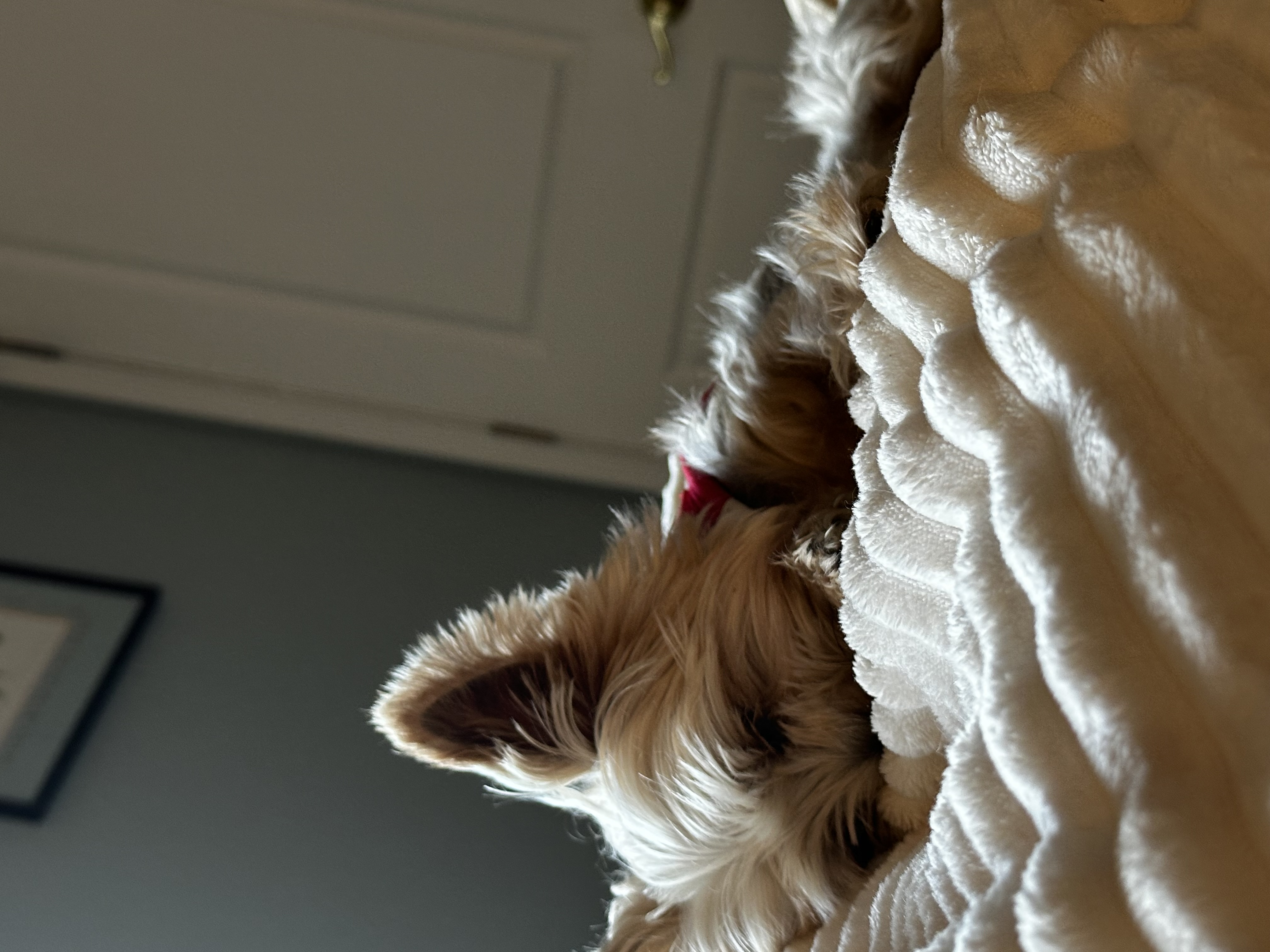 Snowy, a Adopted Maltipoo in Baldwin, NY image 1/3
