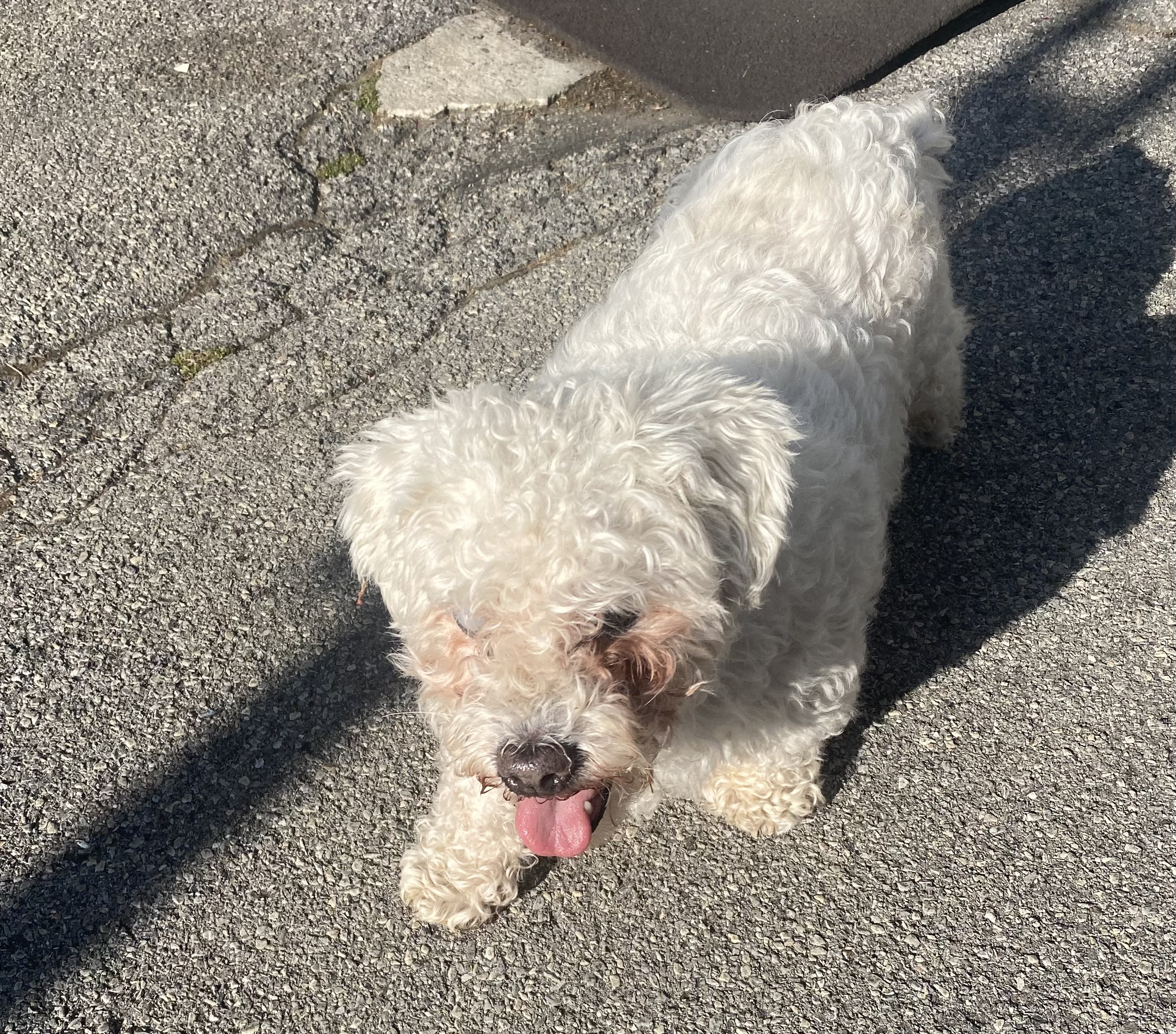 Snowy, a Adopted Maltipoo in Baldwin, NY image 2/3