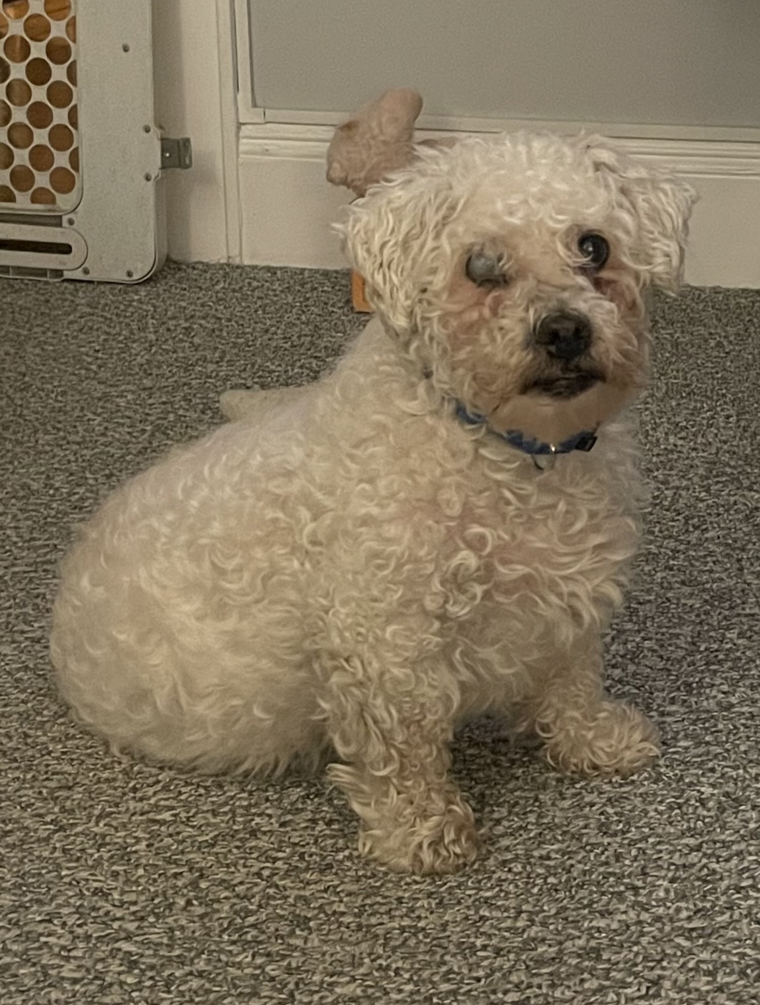 Snowy, a Adopted Maltipoo in Baldwin, NY image 3/3