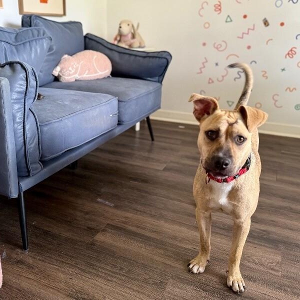 Rainie Baby the pocket sized Pittie lady loves to play with the littles! — thumbnail 2