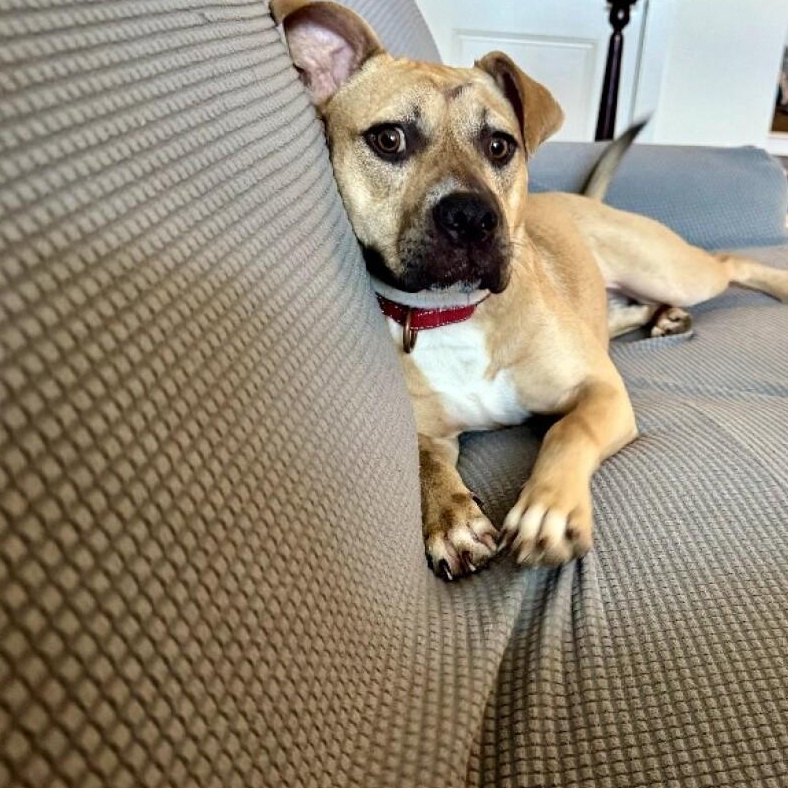 Rainie Baby the pocket sized Pittie lady loves to play with the littles! — thumbnail 3