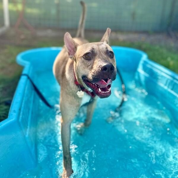 Rainie Baby the pocket sized Pittie lady loves to play with the littles! — thumbnail 4