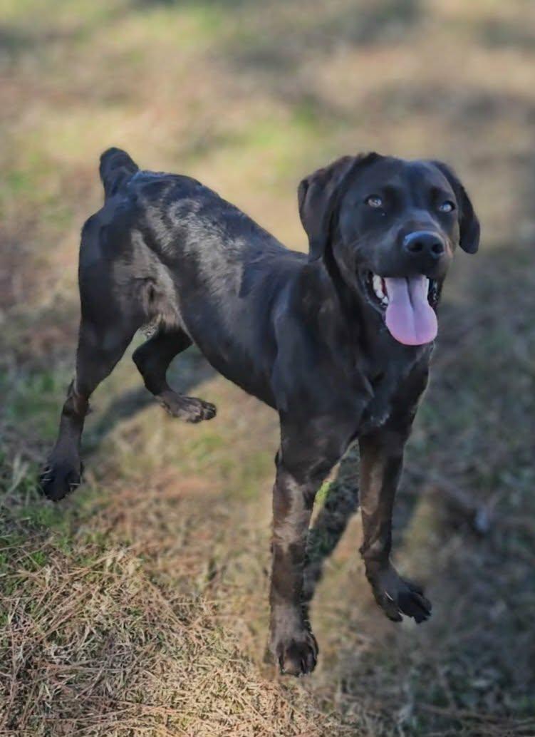Enlarge Jett, a ADOPTABLE mixed breed in Leesburg, GA image 1/1