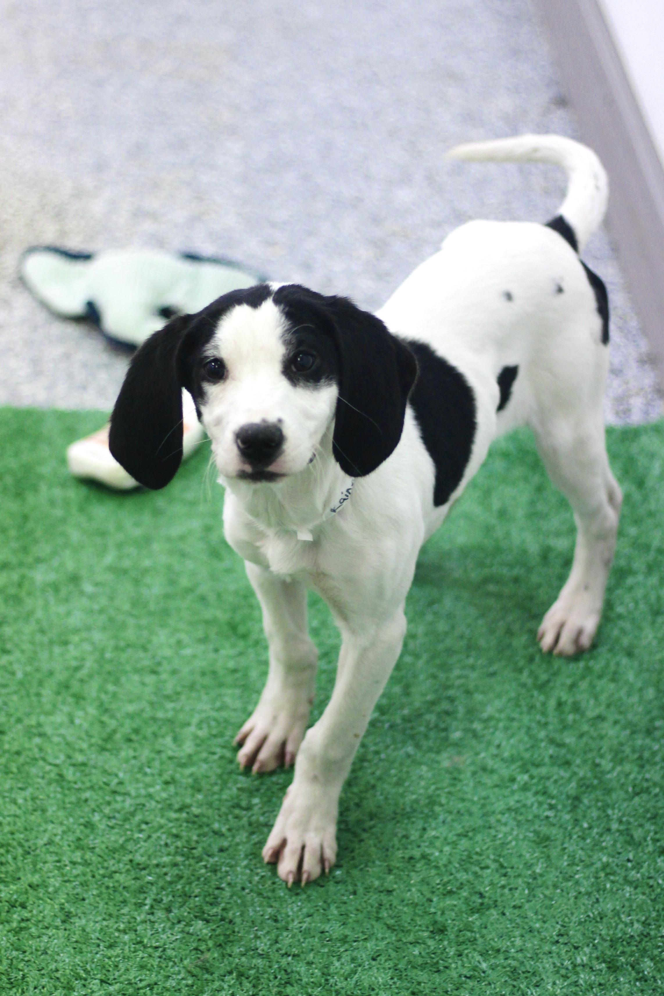 Rainey in NH! Come Meet our Adoptable Dogs Wednesday-Saturday. More info in Bio!, adoptable, Puppy Female Labrador Retriever.