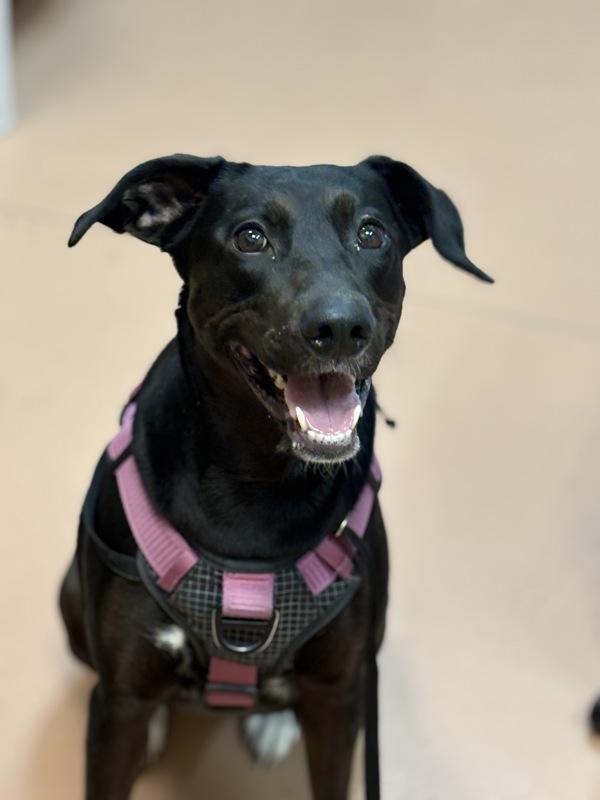 Enlarge L'Oréal, a Adoptable mixed breed in Kennewick, WA image 1/1