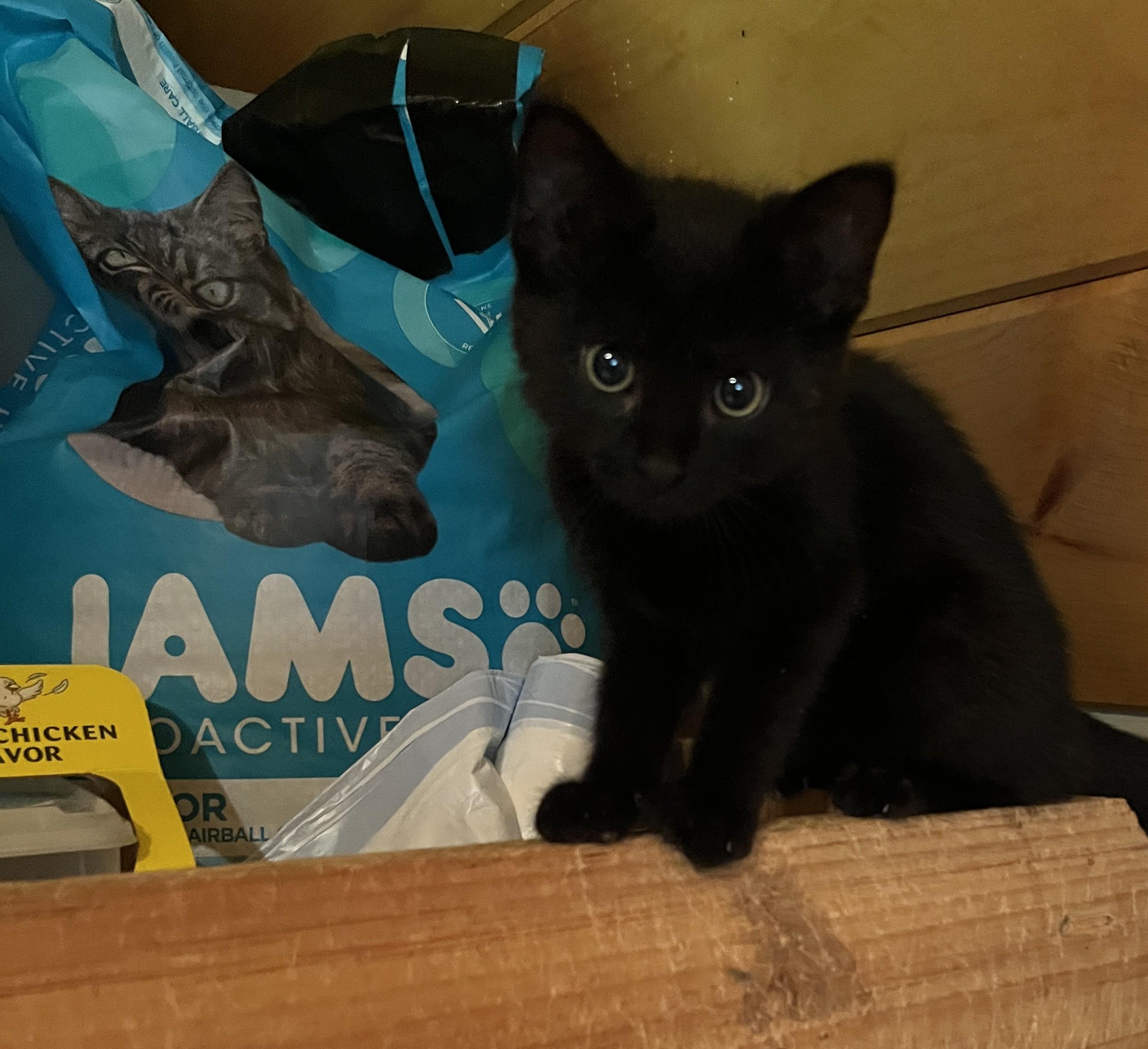 Enlarge Shadow, a ADOPTABLE Domestic Short Hair in Ashland, OH image 1/1