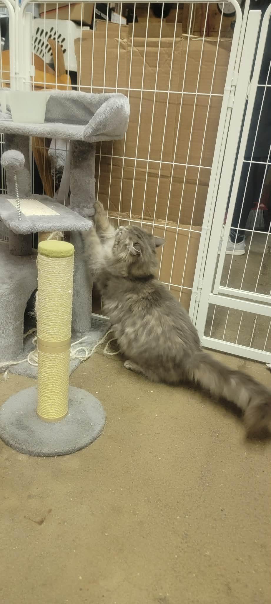 Enlarge Delilah, an adoptable Domestic Long Hair in Fredericton, NB image 6/6