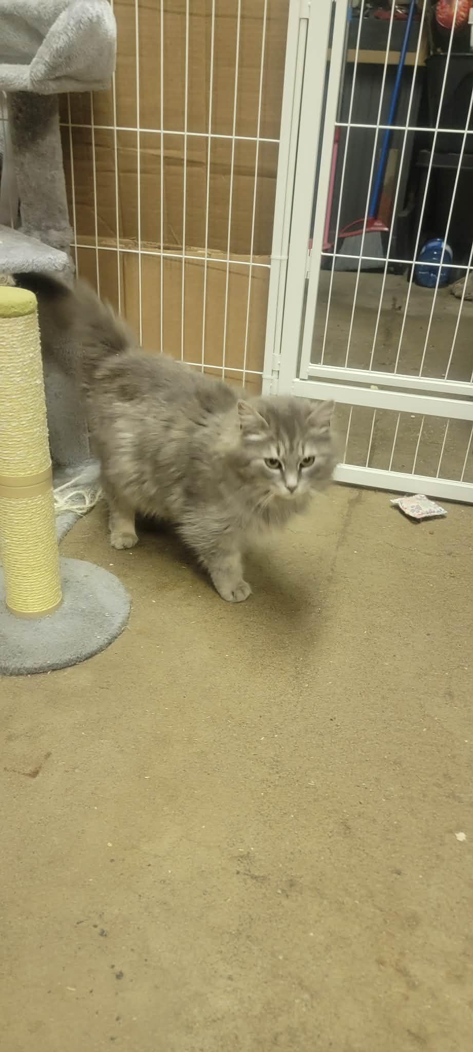 Enlarge Delilah, an adoptable Domestic Long Hair in Fredericton, NB image 1/6