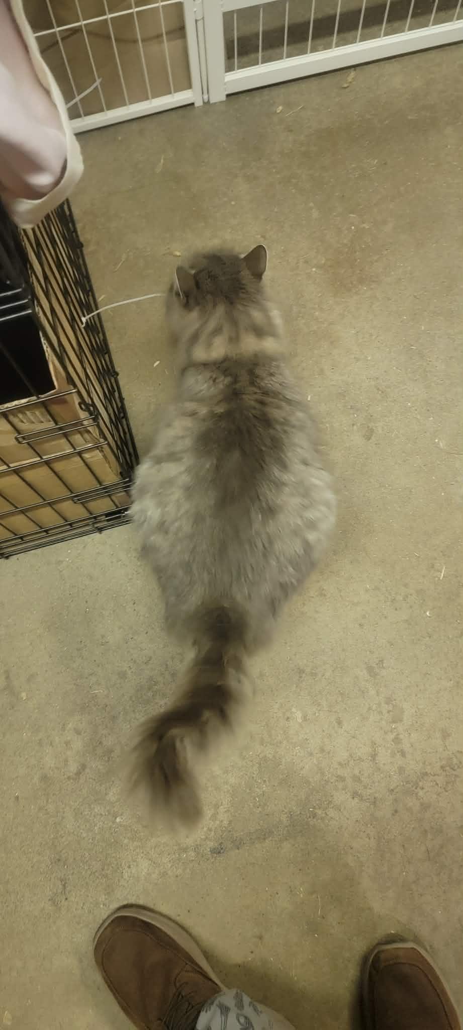 Enlarge Delilah, an adoptable Domestic Long Hair in Fredericton, NB image 5/6