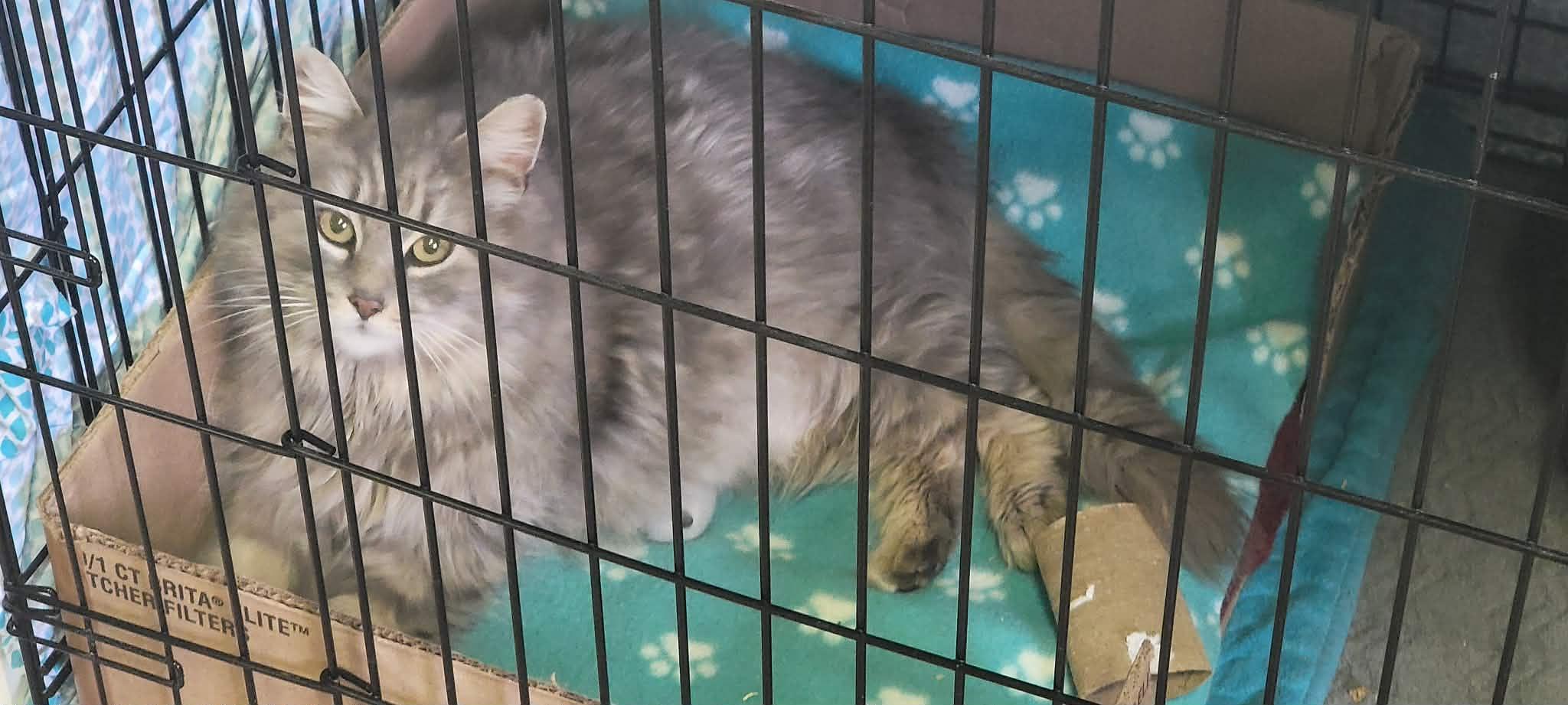 Enlarge Delilah, an adoptable Domestic Long Hair in Fredericton, NB image 3/6