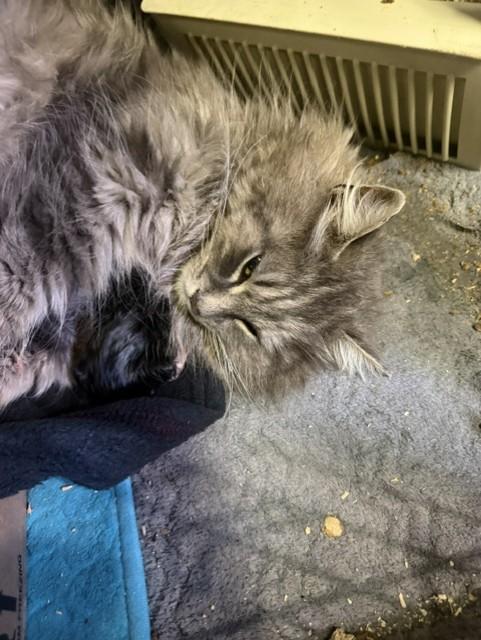 Enlarge Delilah, an adoptable Domestic Long Hair in Fredericton, NB image 4/6