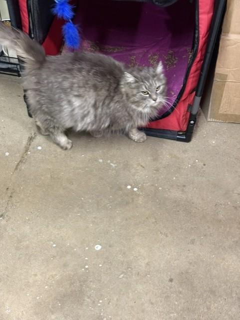 Enlarge Delilah, an adoptable Domestic Long Hair in Fredericton, NB image 2/6
