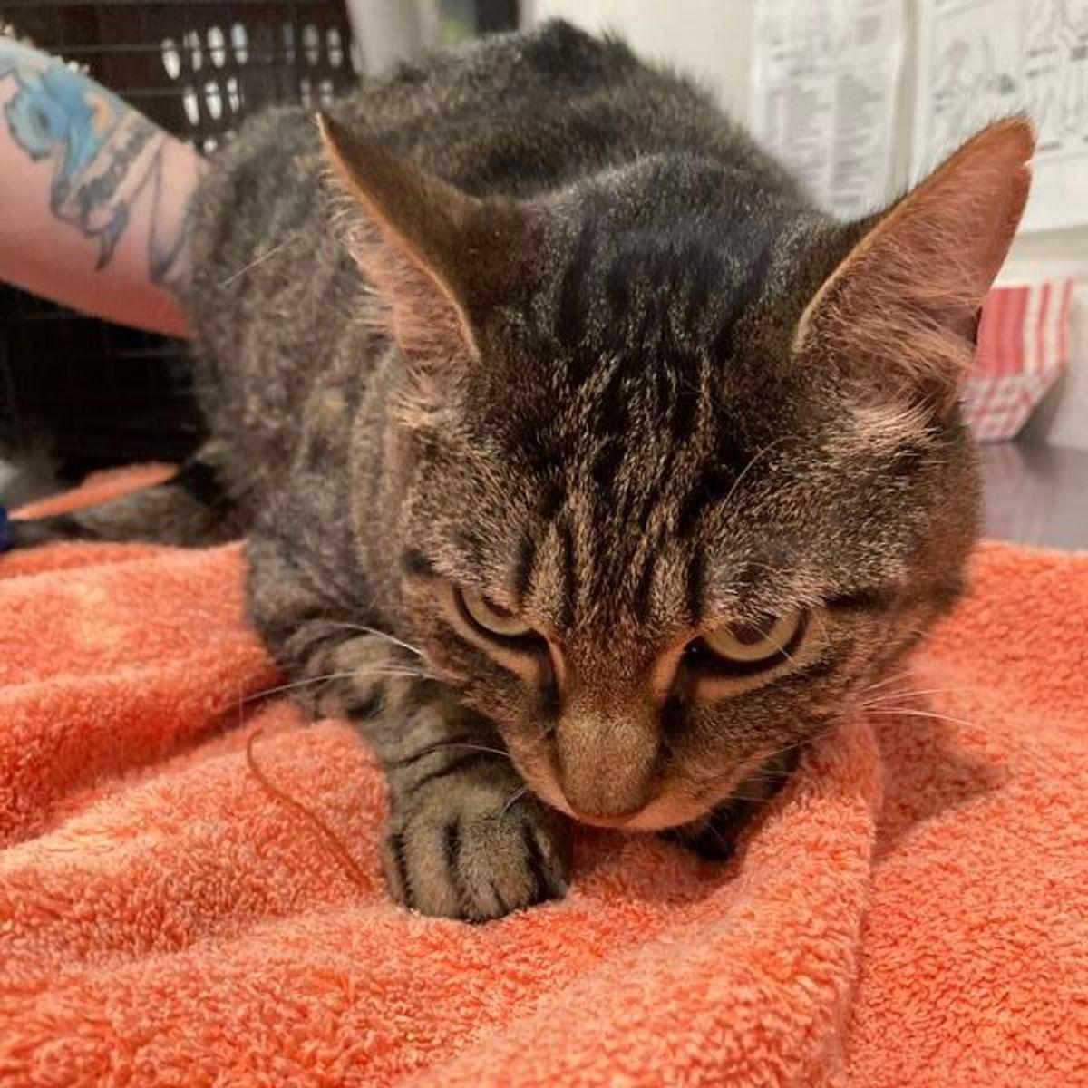 Enlarge Diego, a Adoptable Domestic Short Hair in Lake Havasu City, AZ image 1/1