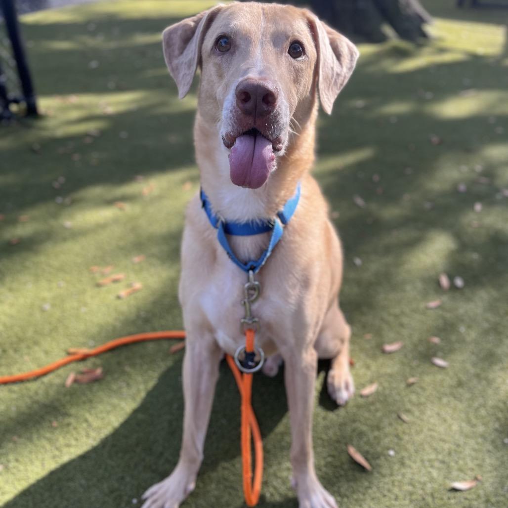 Creme Fraiche, Adoptable, Senior Male Mixed Breed.