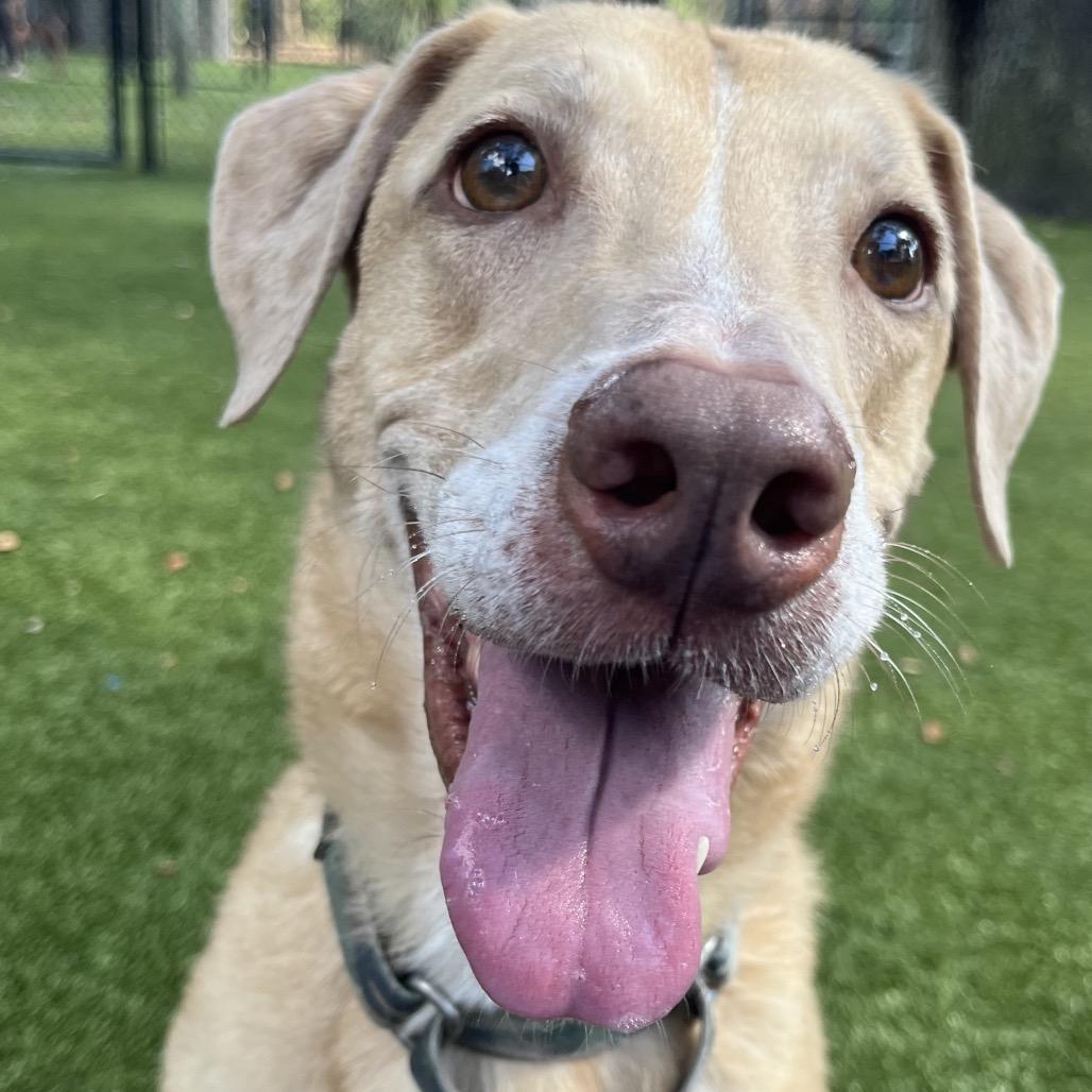 Enlarge Creme Fraiche, a Adoptable Mixed Breed in Sarasota, FL image 2/6