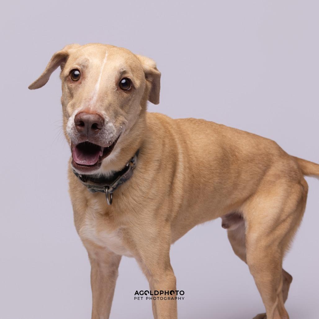 Enlarge Creme Fraiche, a Adoptable Mixed Breed in Sarasota, FL image 3/6