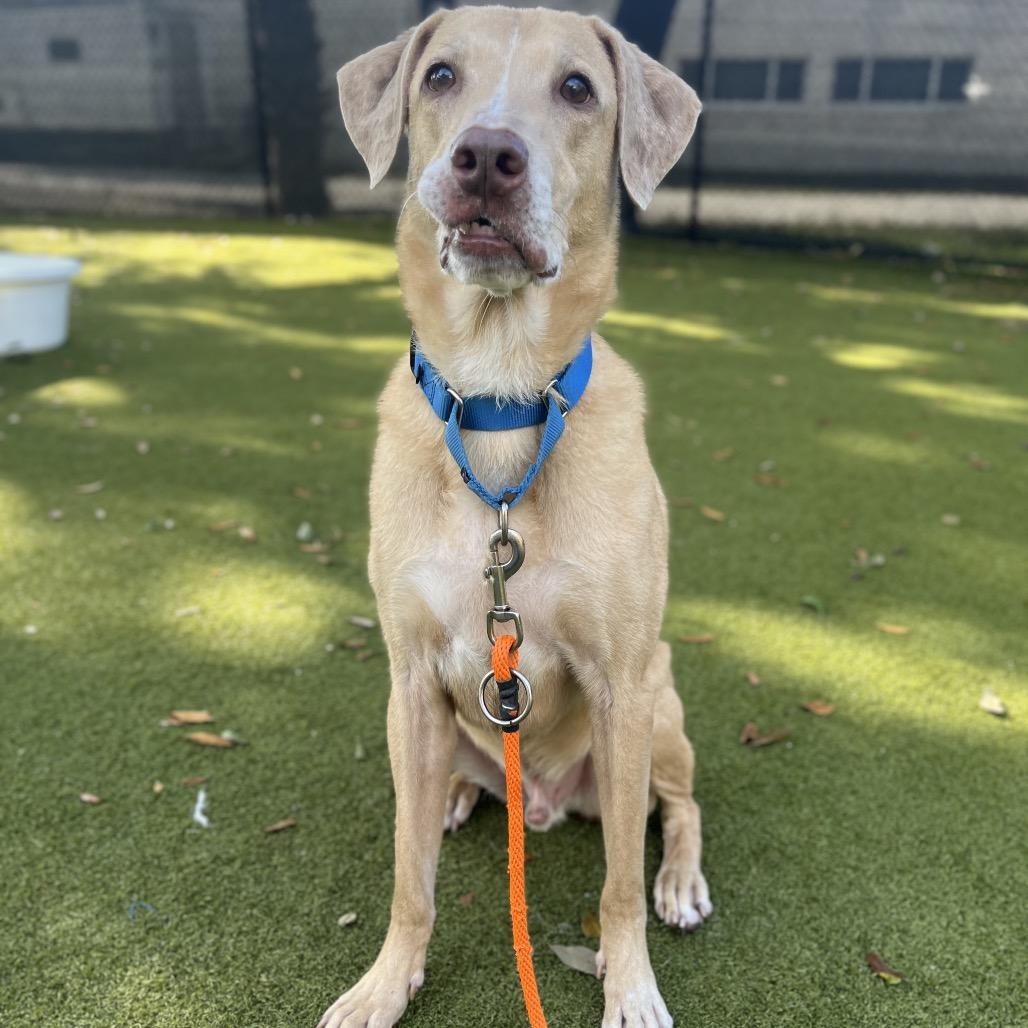 Enlarge Creme Fraiche, a Adoptable Mixed Breed in Sarasota, FL image 4/6