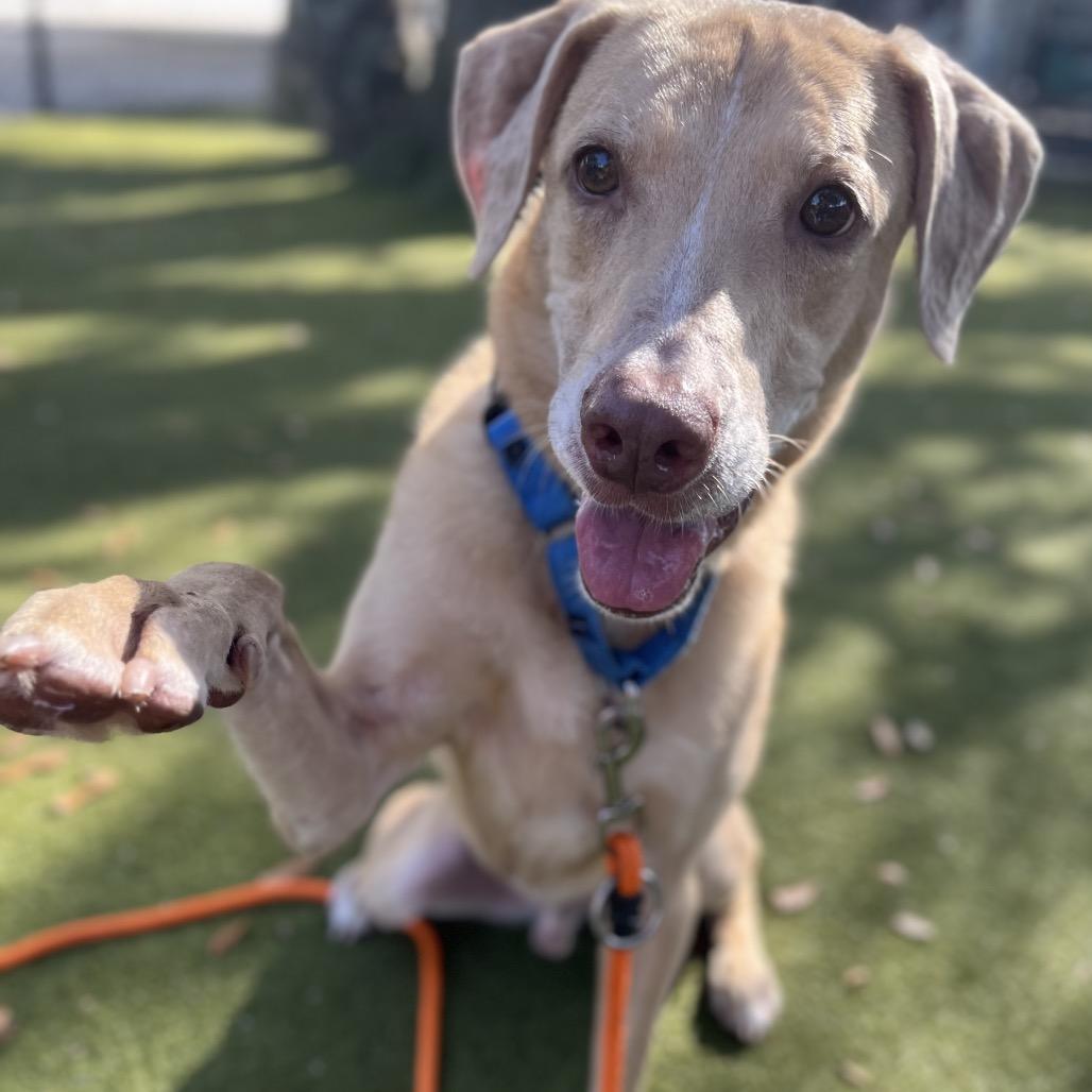 Enlarge Creme Fraiche, a Adoptable Mixed Breed in Sarasota, FL image 6/6
