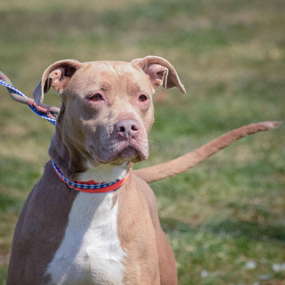 Tabitha, a Adoptable mixed breed in Lambertville, NJ image 3/8