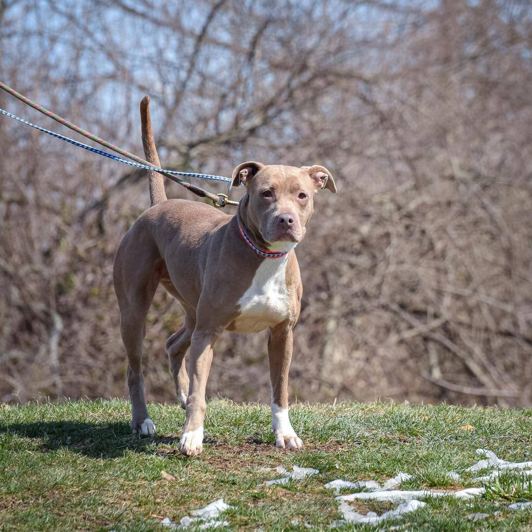 Tabitha, a Adoptable mixed breed in Lambertville, NJ image 4/8