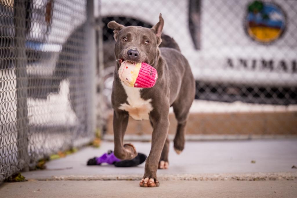 Golaith, Adoptable, Adult Male Pit Bull Terrier & Labrador Retriever.