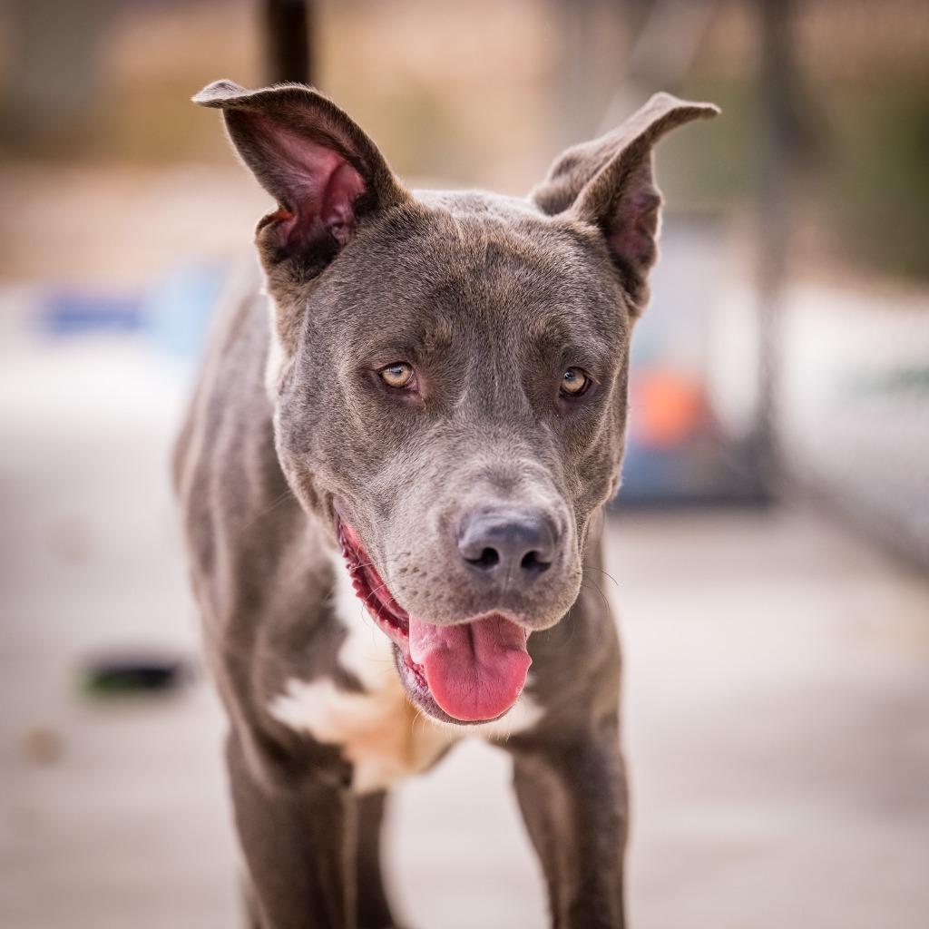 Enlarge Golaith, a Adoptable mixed breed in Twentynine Palms, CA image 2/6