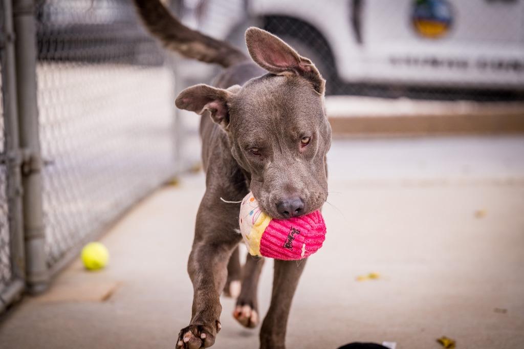 Enlarge Golaith, a Adoptable mixed breed in Twentynine Palms, CA image 3/6