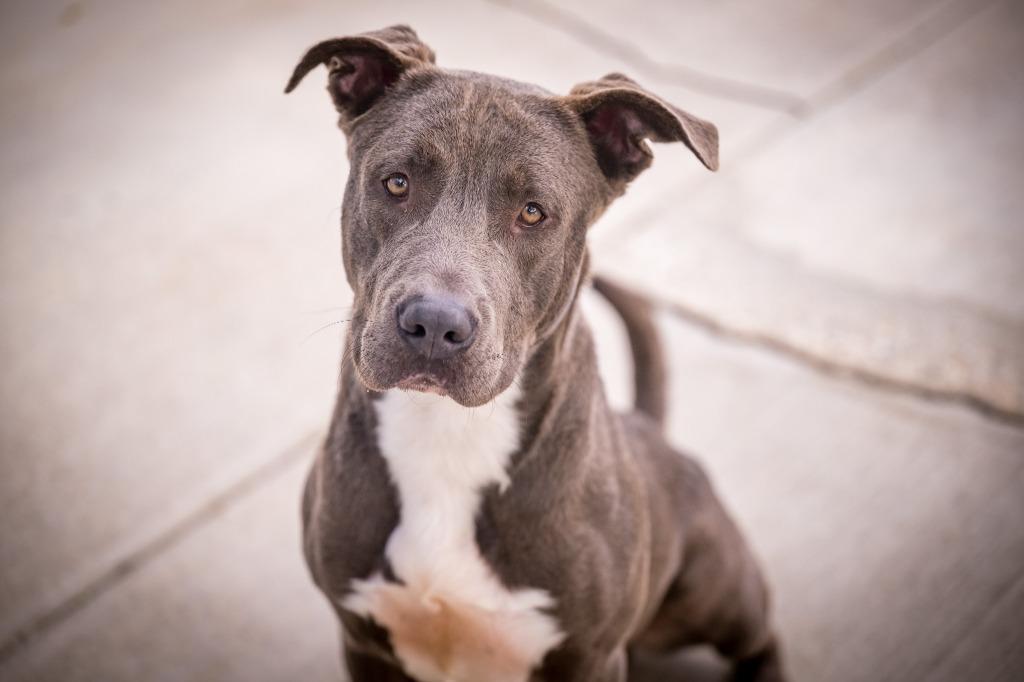 Enlarge Golaith, a Adoptable mixed breed in Twentynine Palms, CA image 4/6